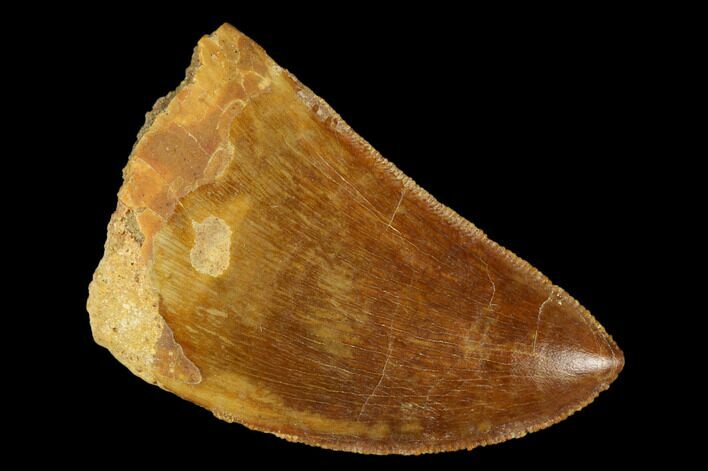 Serrated, Carcharodontosaurus Tooth - Real Dinosaur Tooth #176728